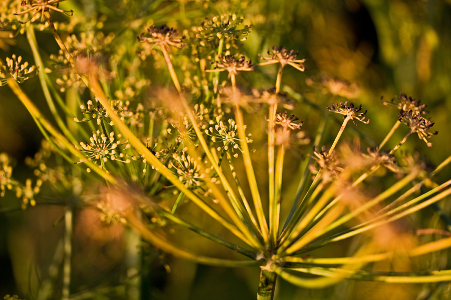 Fennel (Foeniculum vulgare)