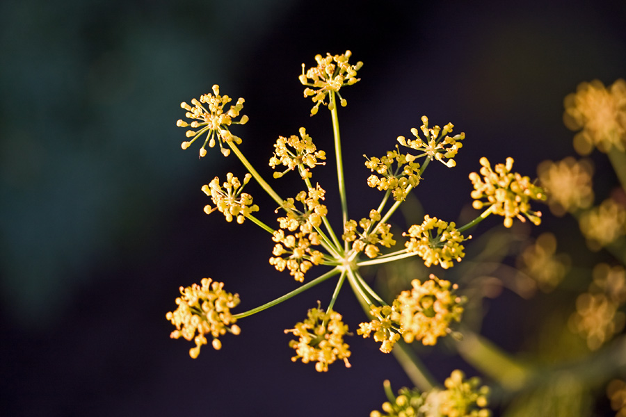 Fennel (Foeniculum vulgare)