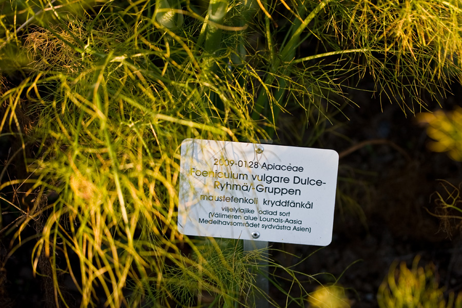 Fennel (Foeniculum vulgare)