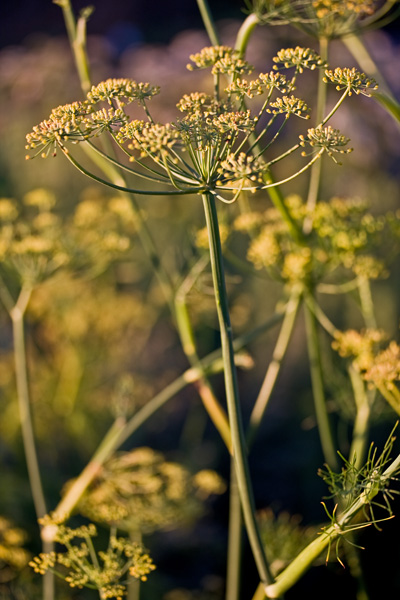 Maustefenkoli (Foeniculum vulgare)