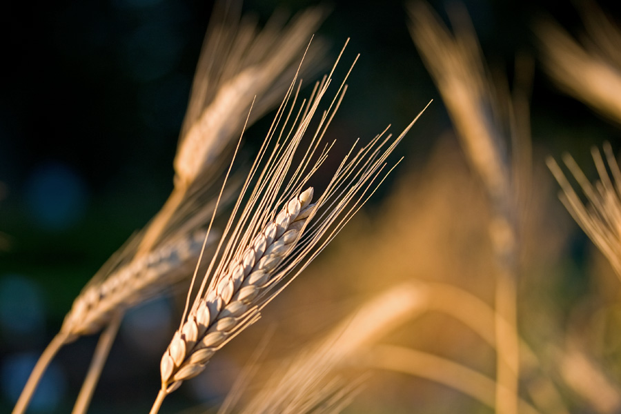 Puolanvehn (Triticum polonicum)