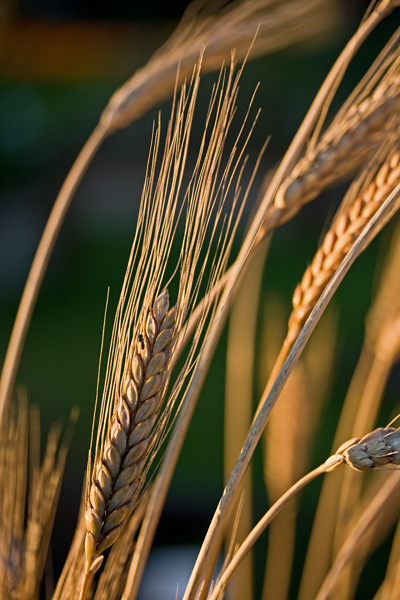 Polish wheat (Triticum polonicum)