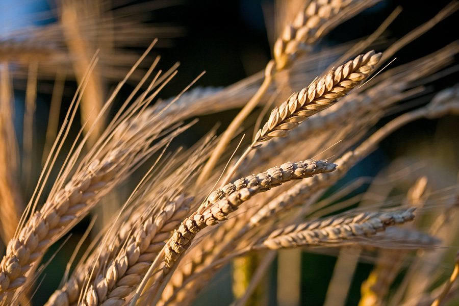 Englanninvehn (Triticum turgidum)