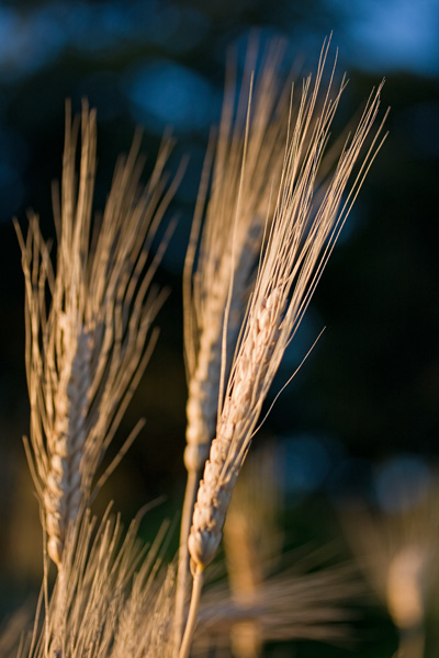 Englanninvehn (Triticum turgidum)