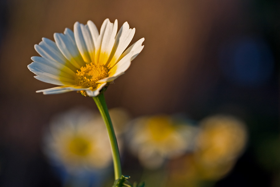 Kruunusuvikakkara (Glebionis coronaria)