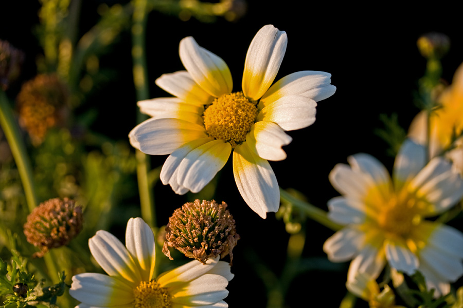 Glebionis coronaria