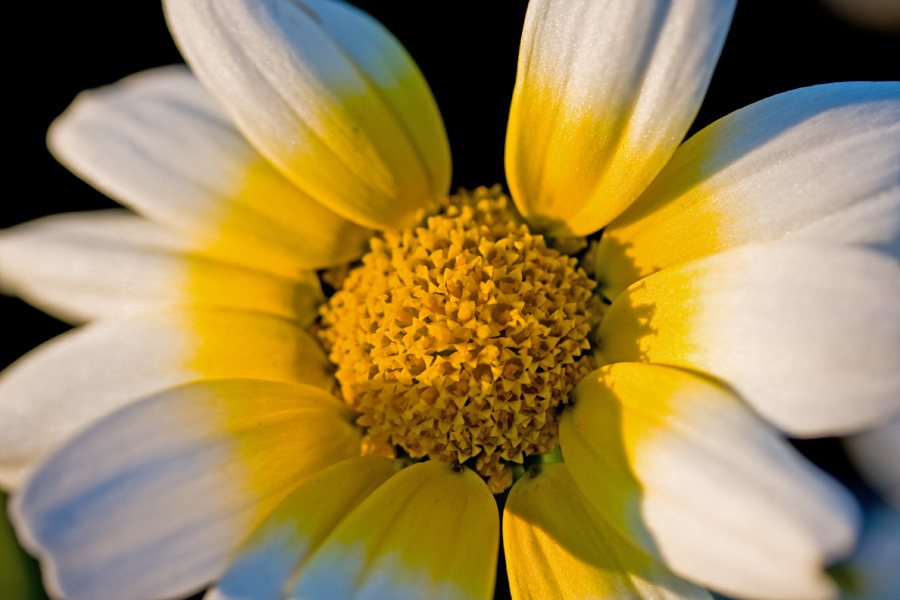 Glebionis coronaria