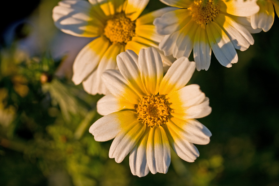 Glebionis coronaria