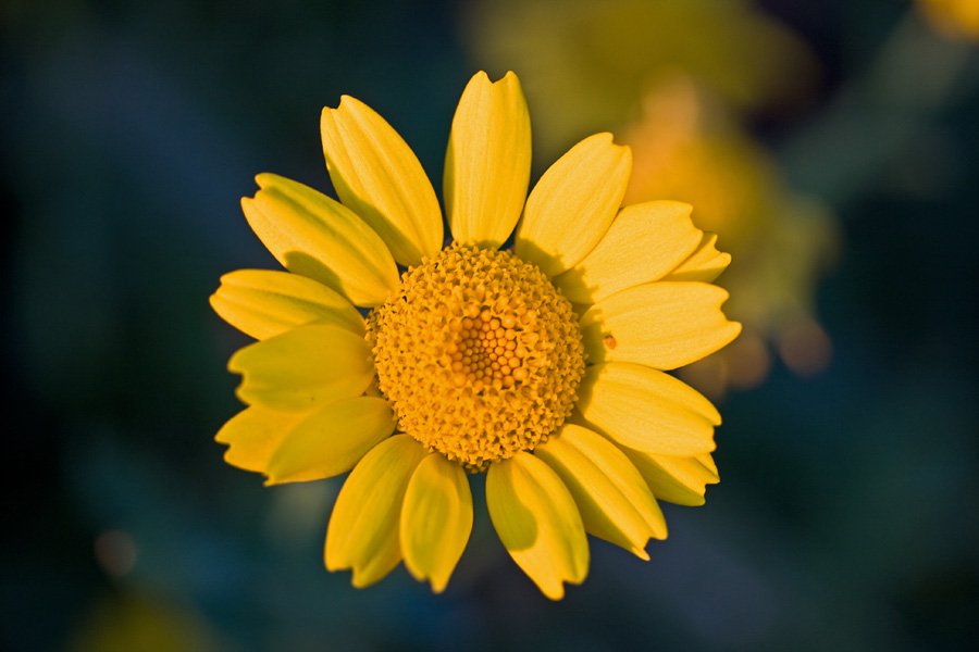 Corn daisy (Glebionis segetum)