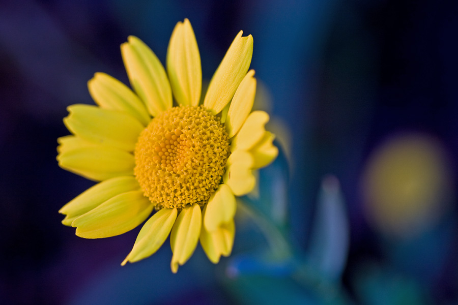 Corn daisy (Glebionis segetum)