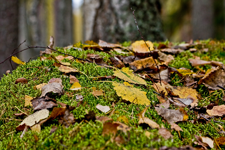 Moss tuft