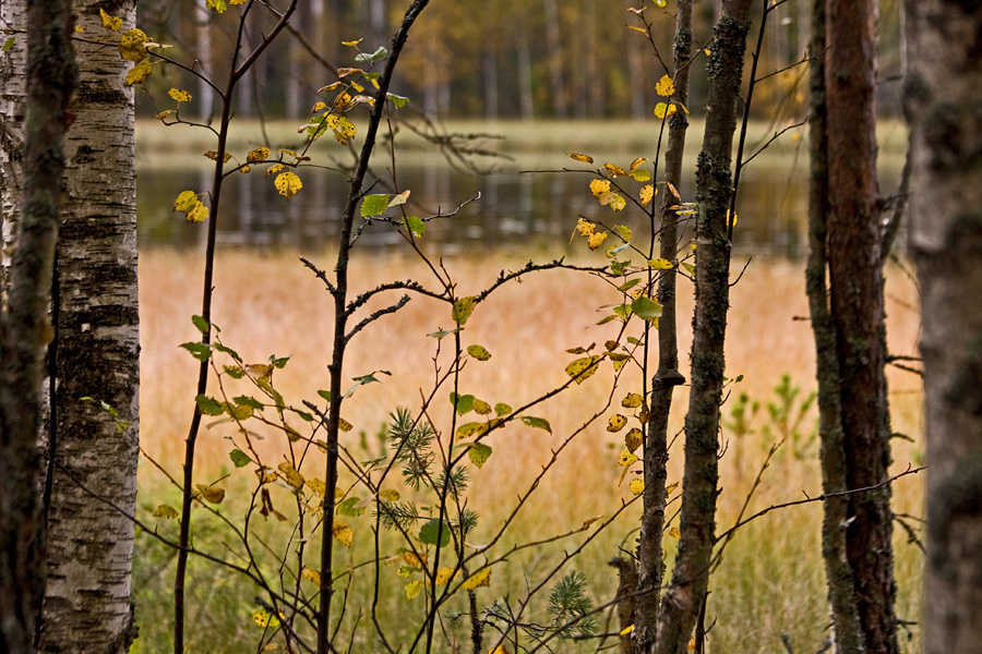 A autumn view to a pond