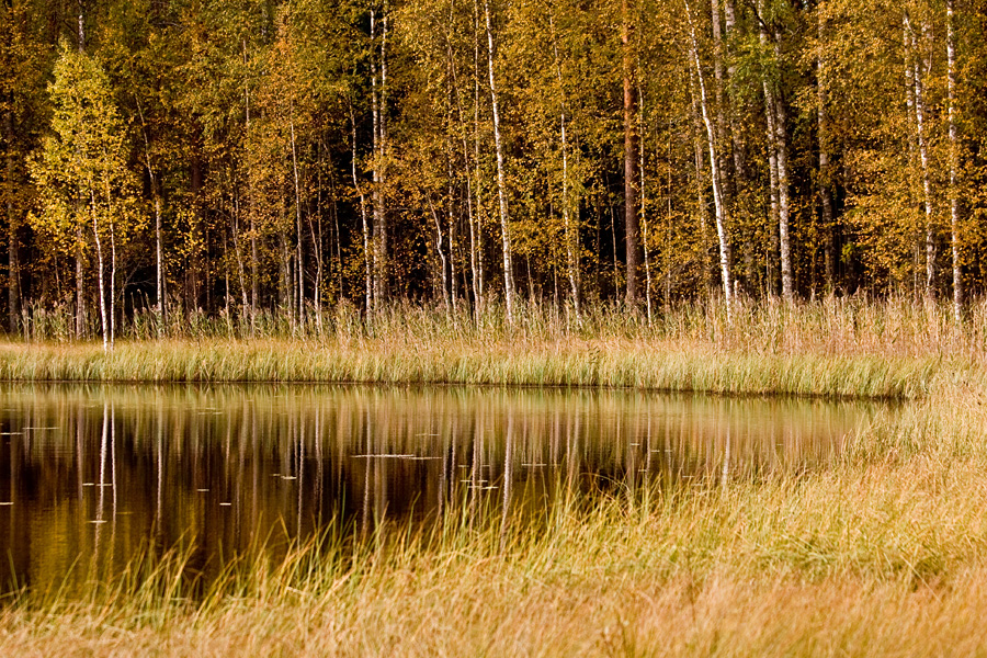 A autumn view to a pond