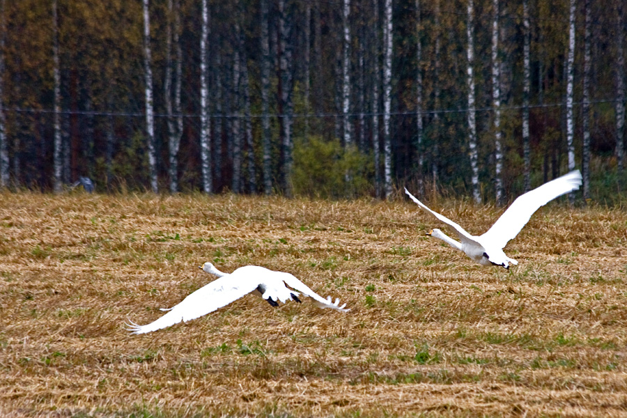 Whooper swans (Cygnus cygnus) taking off