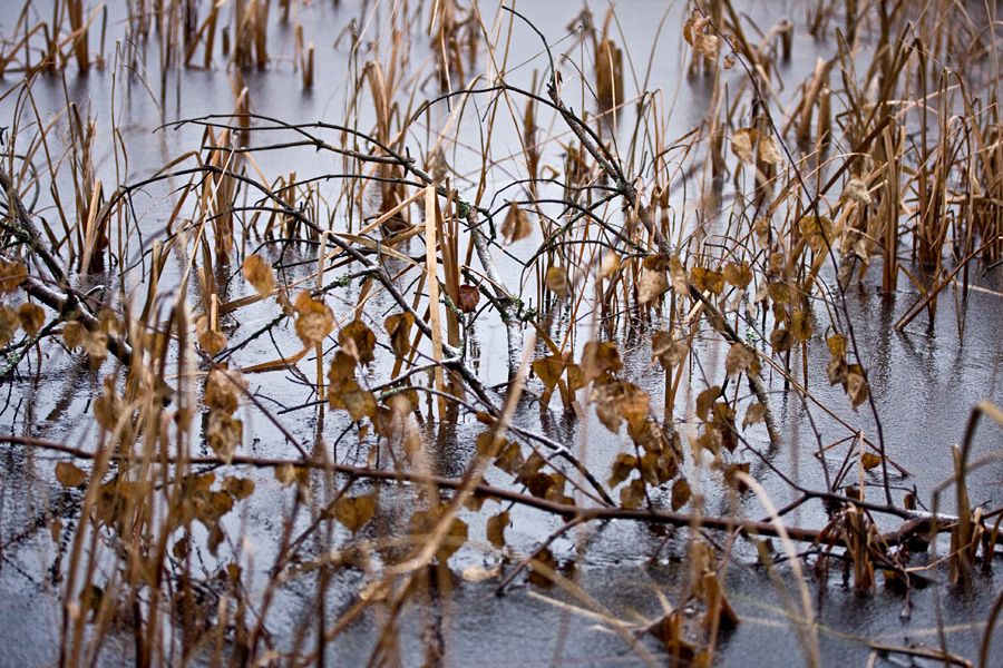 Frozen Uutela lagoon