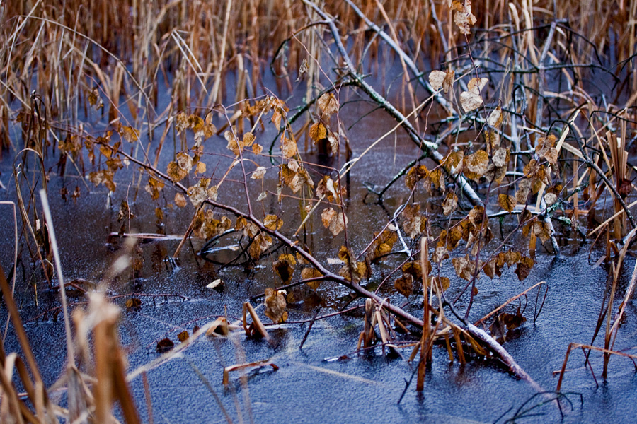 Frozen Uutela lagoon
