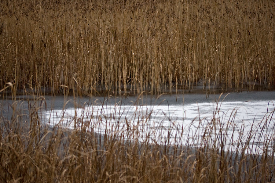 Uutela lagoon at wintertime