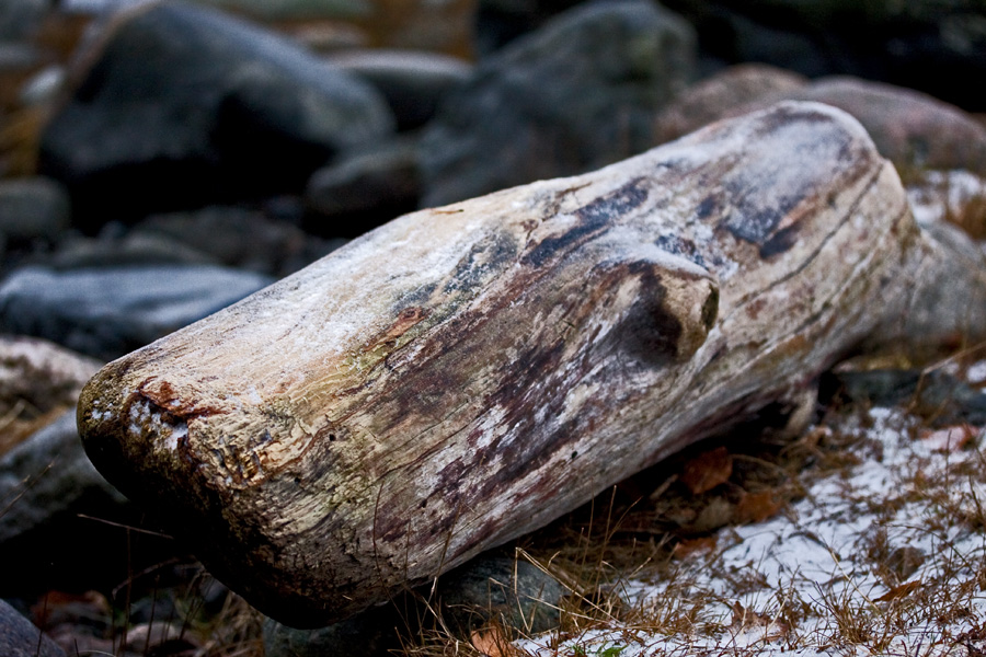 Driftwood