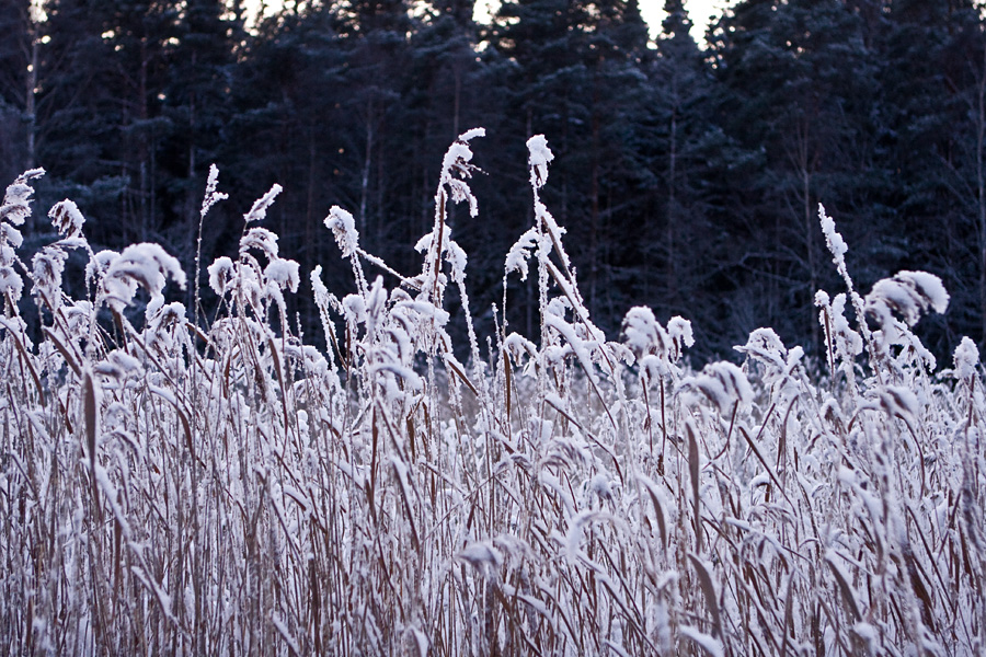 Frosty rushes