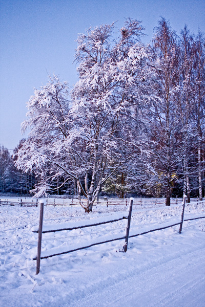 Luminen puu