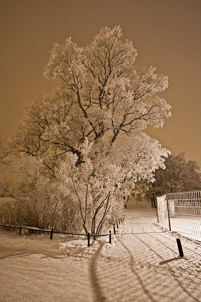 Frosty trees at Kaivopuisto park