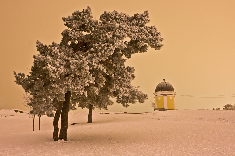Frosty trees at Kaivopuisto park