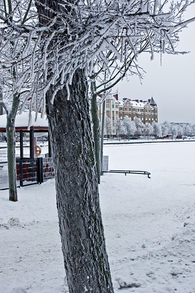 A frosty tree at Tokoinranta