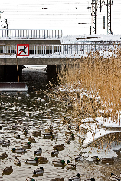 Ducks at Elintarhanlahti