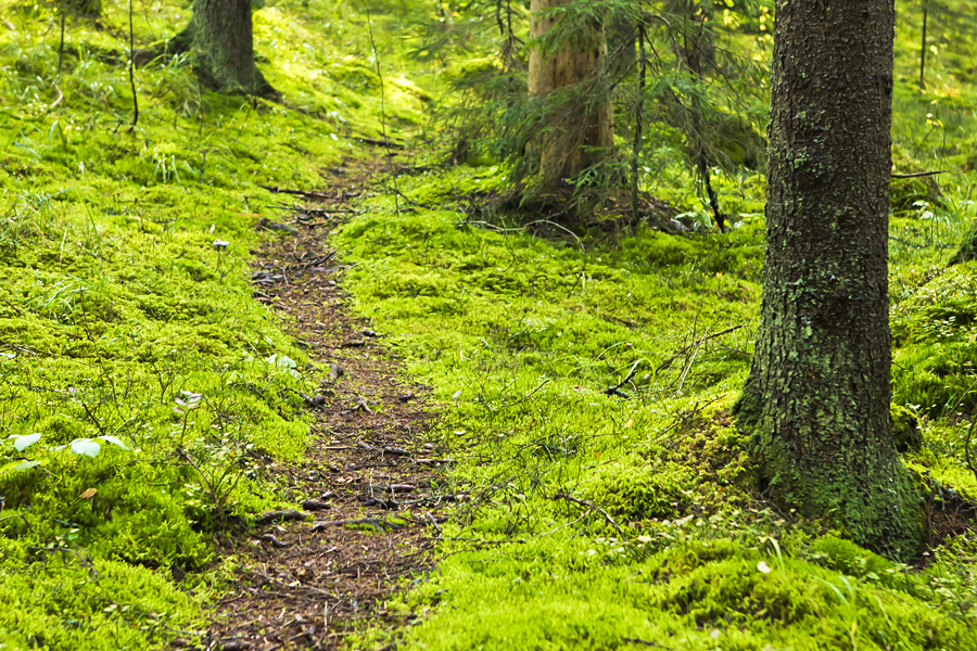 Moss surrounds a path