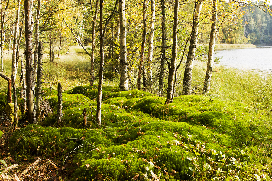 Moss on the bank of Saarilampi