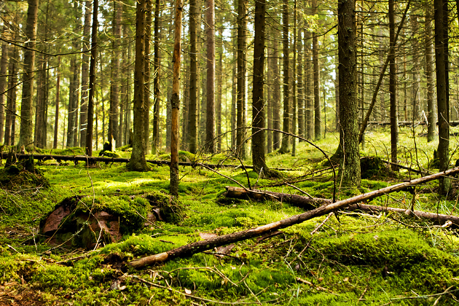 Moss covered forest