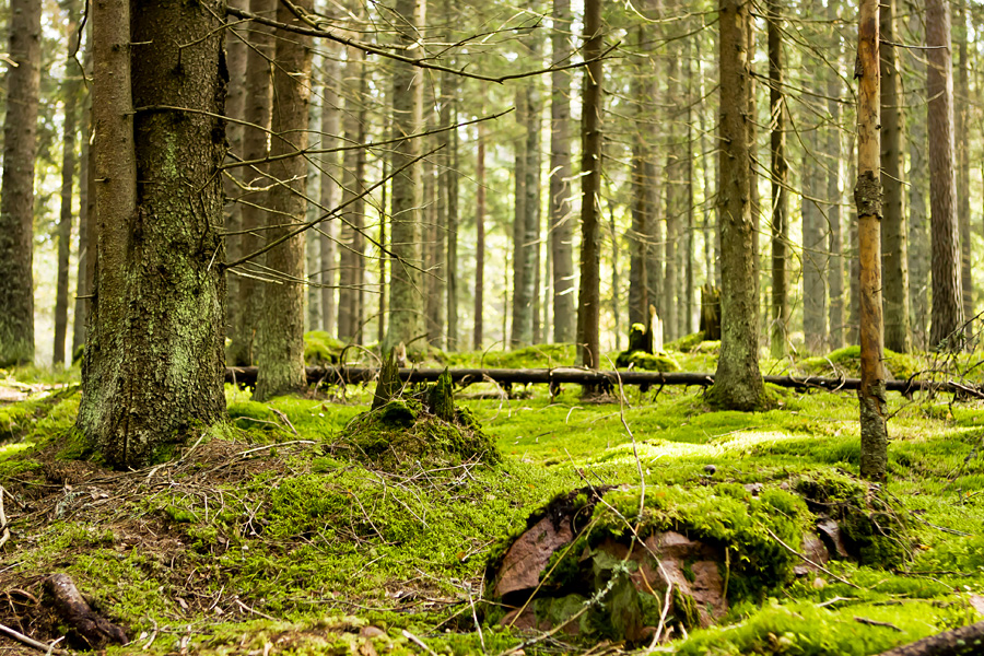 Moss covered forest