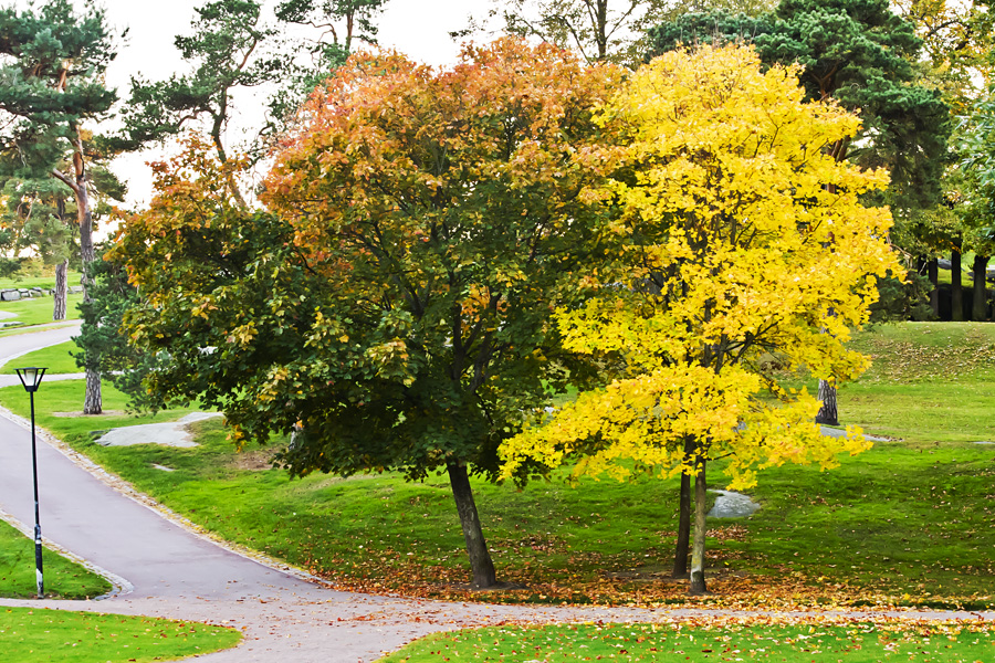 Autumn in Kaivopuisto