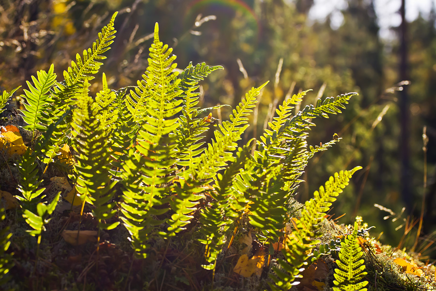 Kallioimarre (Polypodium vulgare)