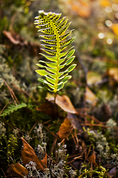 Polypodium vulgare