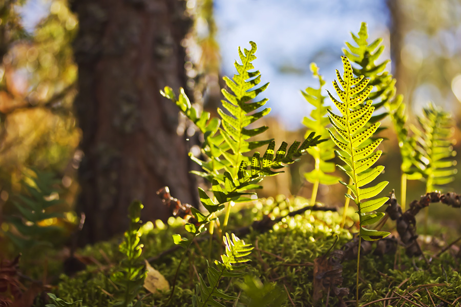 Polypodium vulgare