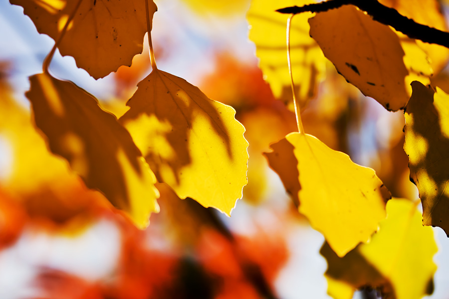 Autumn leafs