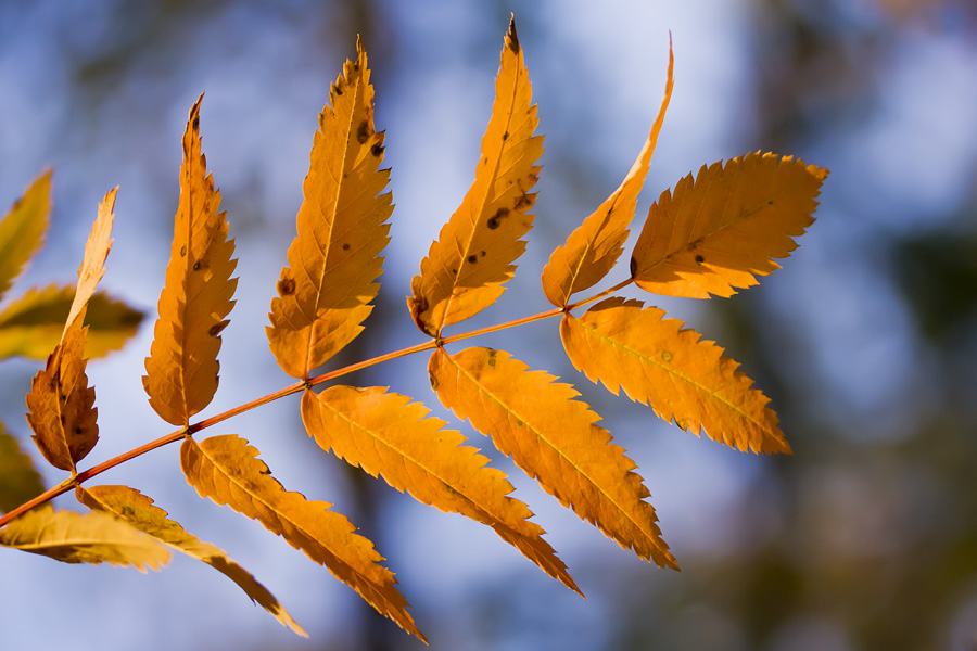 Mountain ash (Sorbus aucuparia)