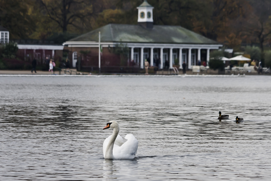 A swan in Hyde Park's Serpentine lake