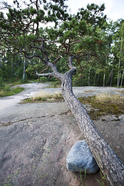 A pine rests on a rock